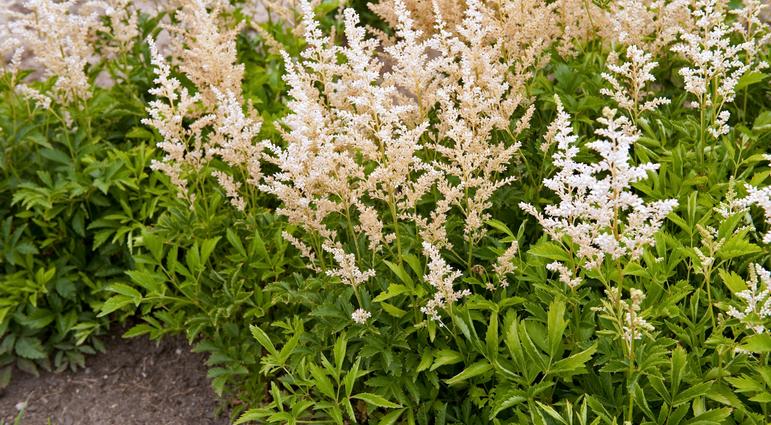 Astilbe x arendsii 'Snowdrift'