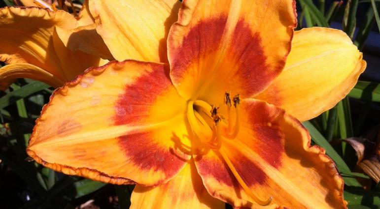 Hemerocallis 'All Fired Up' - Daylily 