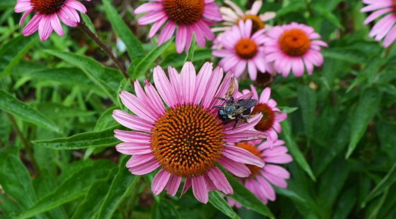 Echinacea purpurea 'Magnus' - Coneflower