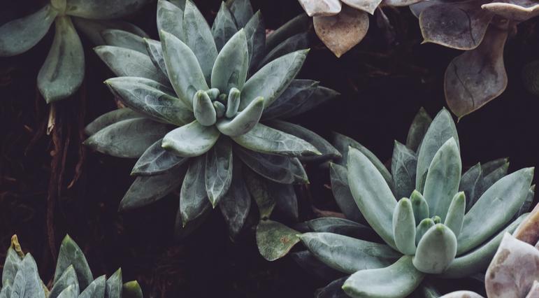 Succulent Arrangements