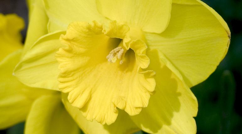 Top 12 Deer Resistant Flower Bulbs