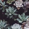 Succulent Arrangements