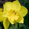 Top 12 Deer Resistant Flower Bulbs